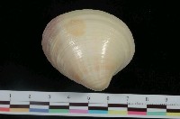 藏品(夕陽黃文蛤)的圖片